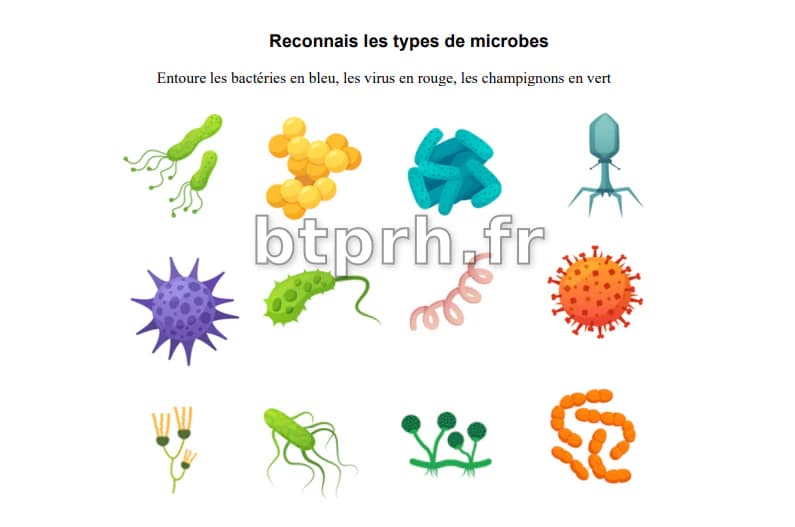 Elémentaires - Introduction aux micro-organismes