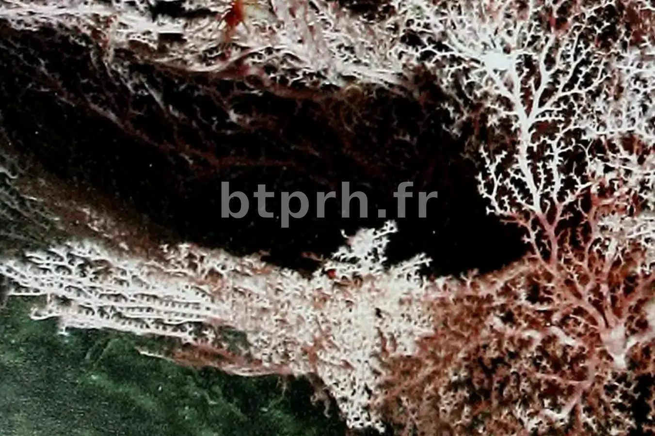 Les microbes profonds pourraient «manger» l'énergie générée par les ...