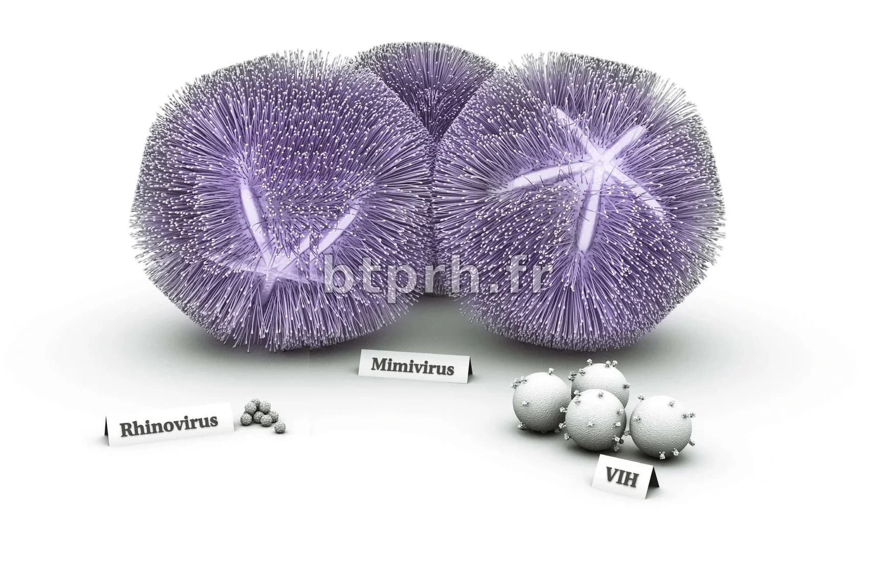 Les microbes Asgard : nos ancêtres les plus anciens ?
