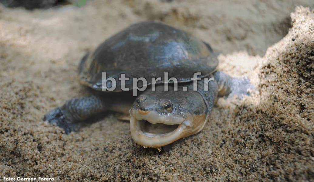 Une des Tortues les Plus Rares au Monde Échoue au Texas, Couvrie d'Organismes Vivants et en Besoin Urgent d'Aide