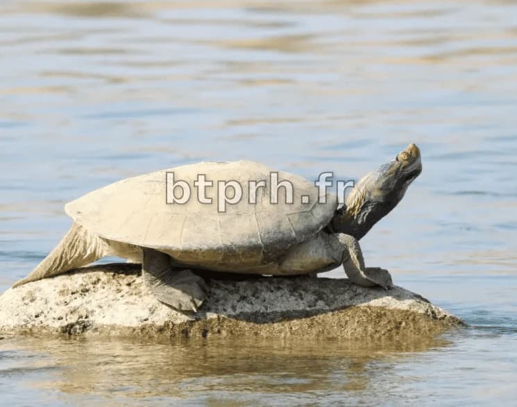 10 Rarest Turtles in the World - Rarest.org