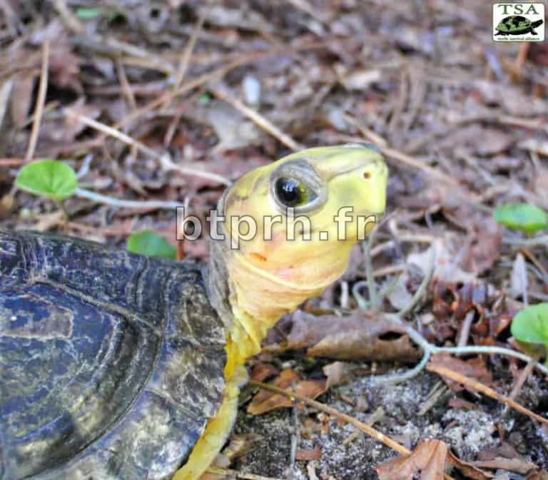 10 Rarest Turtles in the World - Rarest.org