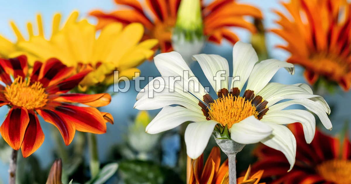 12 Flowers That Bloom In February - The Garden Magazine