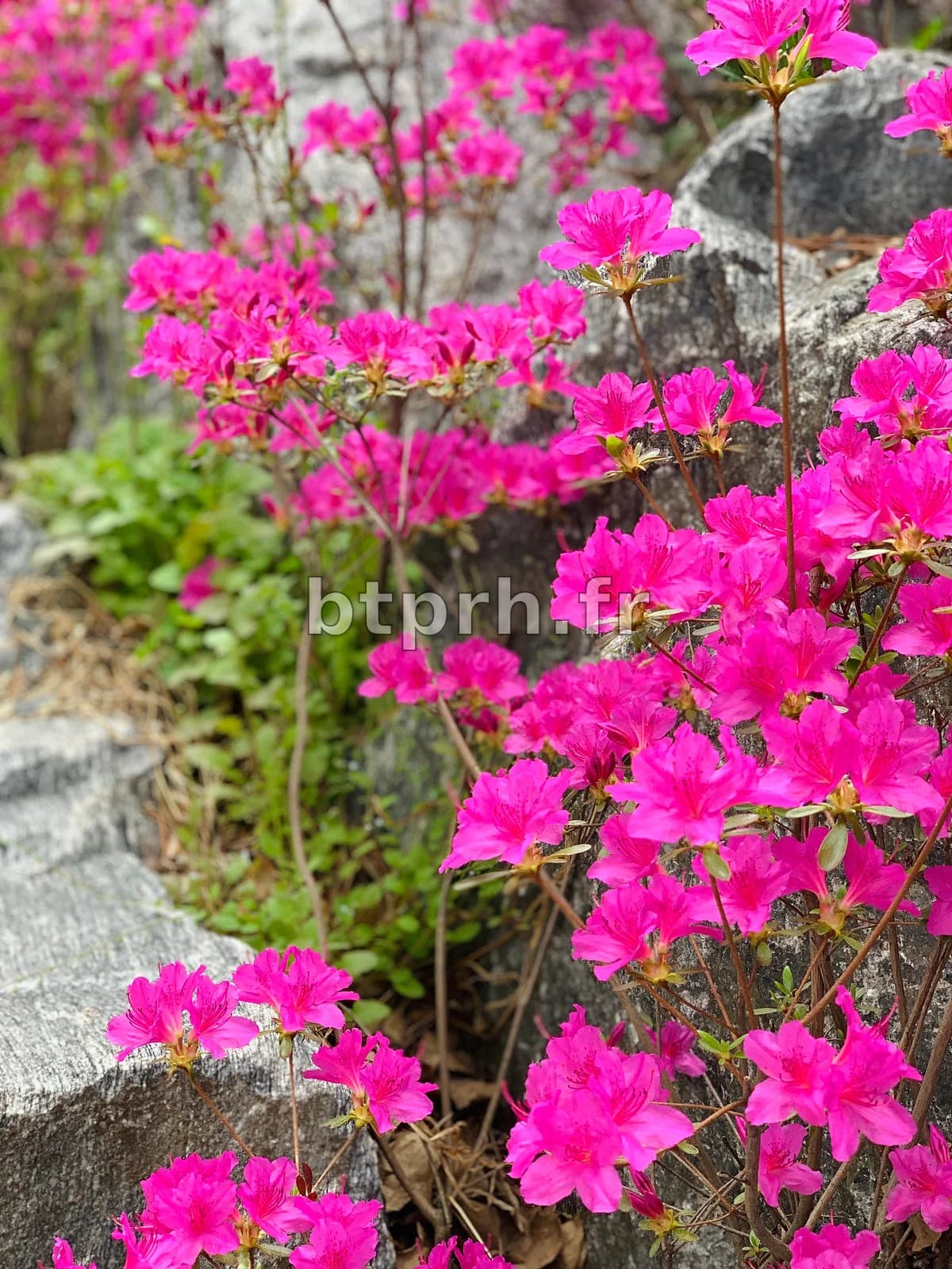 Jintalle: The Iconic Korean Azalea Flower That Signals the Arrival of ...