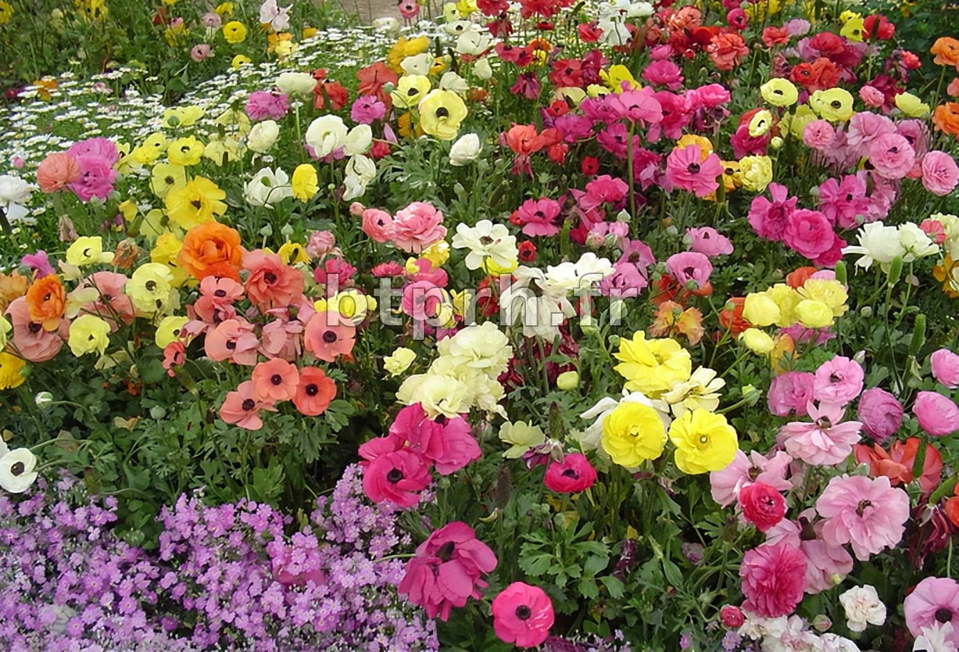 12 Fleurs Éblouissantes Annonçant l'Arrivée du Printemps