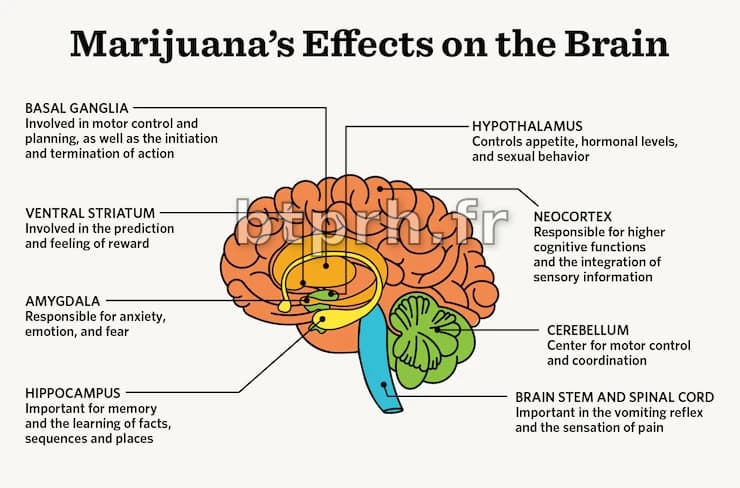 Des scientifiques affirment que la marijuana n'atténue pas l'anxiété ni d'autres troubles mentaux