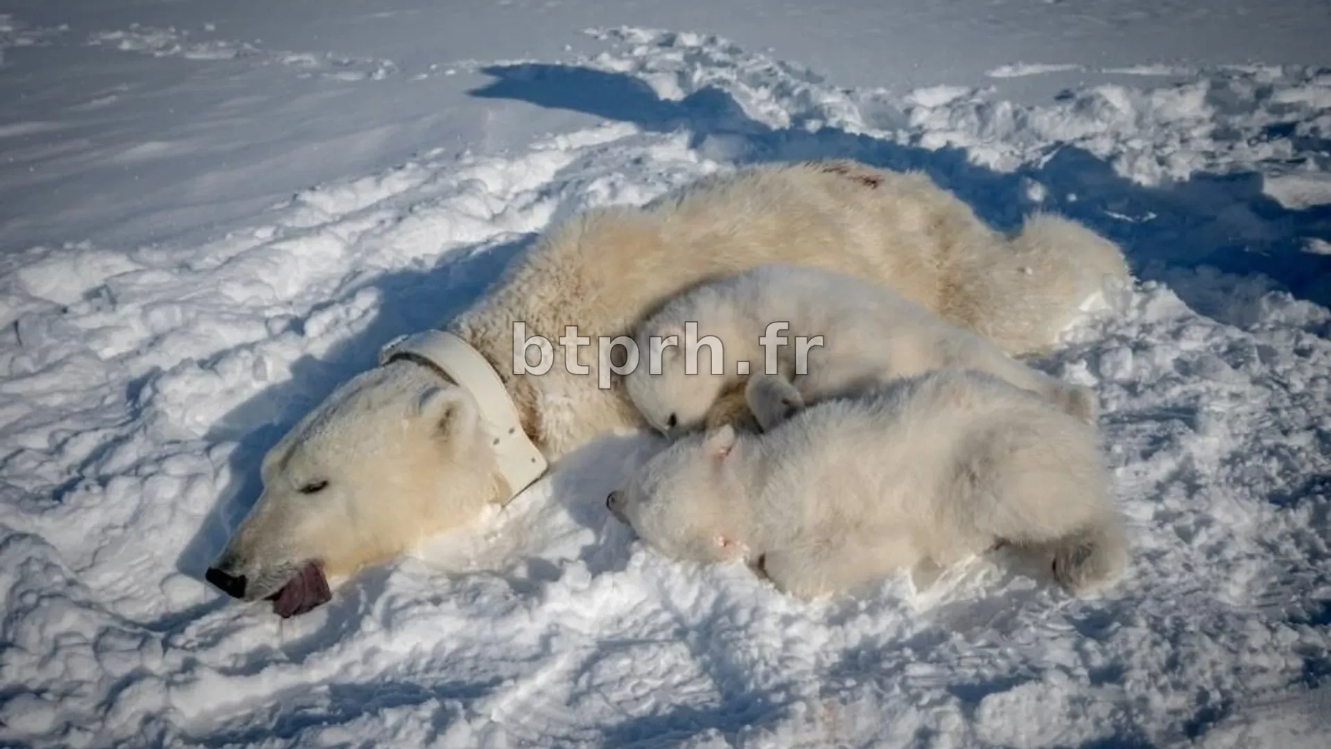 Un chercheur français met en lumière une faille de sécurité alarmante dans les babyphones connectés